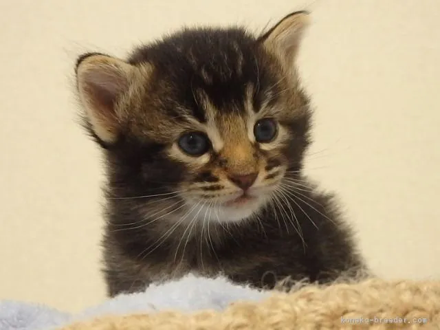 ミックス・その他の猫種【埼玉県・男の子・2017年6月6日・ブラウンタビー】の写真1