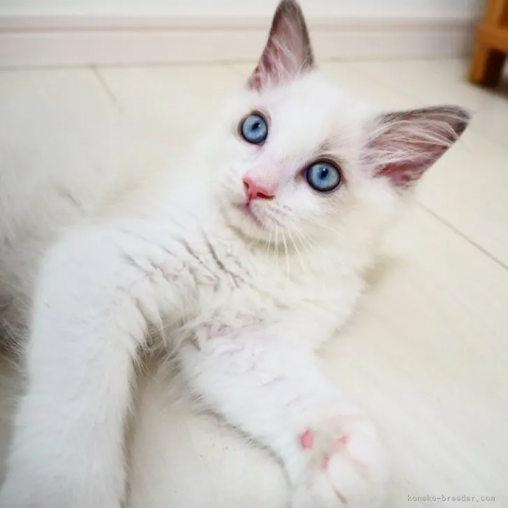 ID：2305-03548の子猫