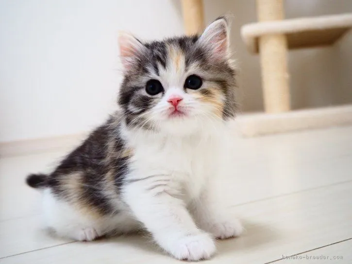 ID：2203-02359の子猫