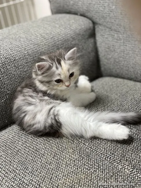 ID:1910-00624の子猫