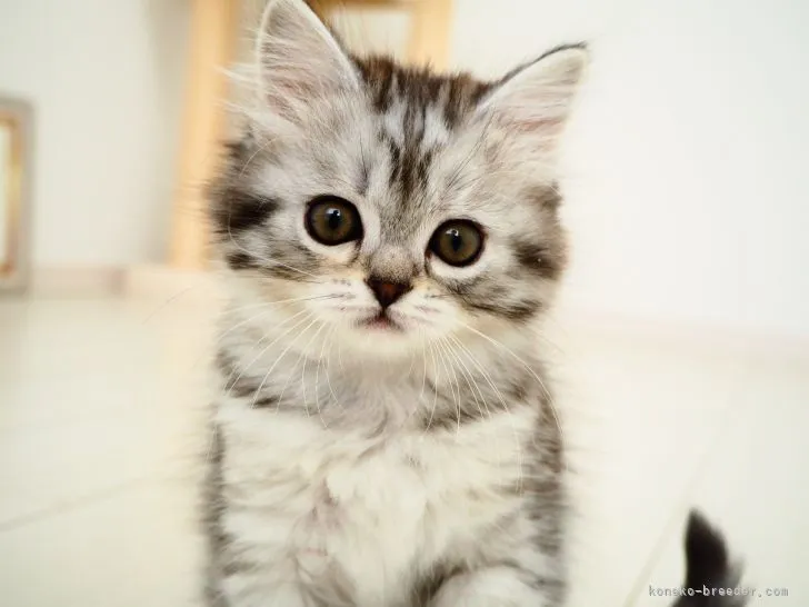 S.A 様のお迎えした子猫