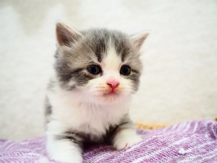 ID:2108-00684の子猫