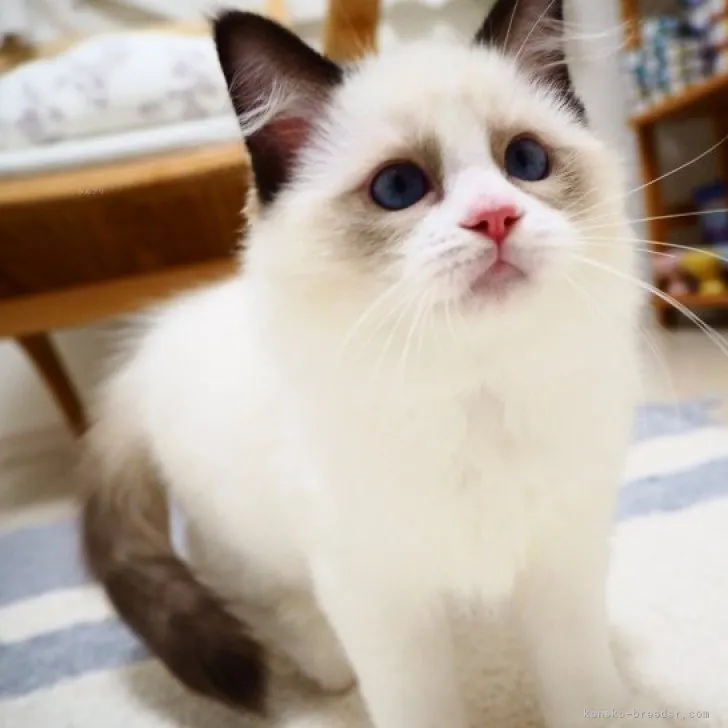 ID:2309-00348の子猫