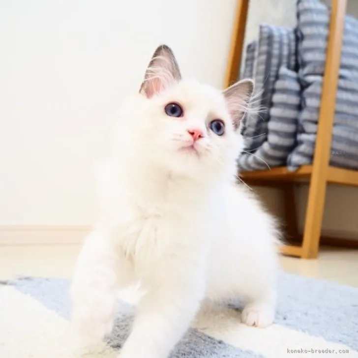 ID：2310-00283の子猫