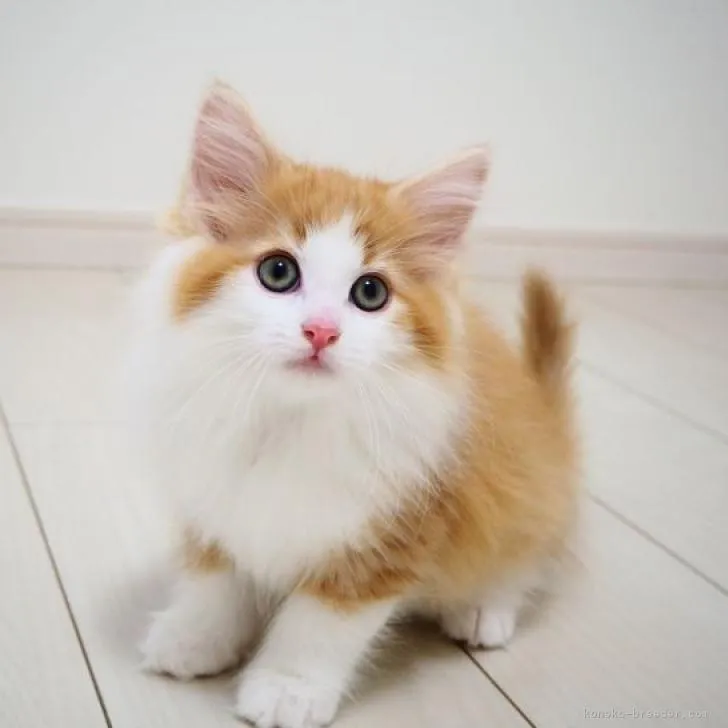 ID:2210-01470の子猫