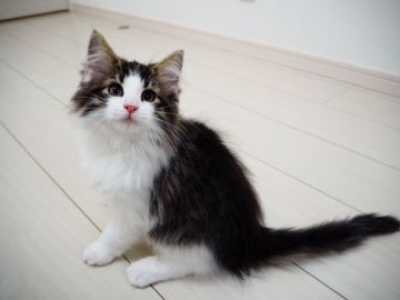 ノルウェージャンフォレストキャット【埼玉県・男の子・2020年9月4日・ブラウンタビー&ホワイト】の写真「くっきりとした顔立ちの美男子くん♪」