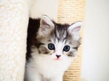 スコティッシュストレート【埼玉県・男の子・2022年3月8日・ブラックマッカレルタビー&ホワイト】の写真「しっぽの先が白いペンライトテールの男の子♪」