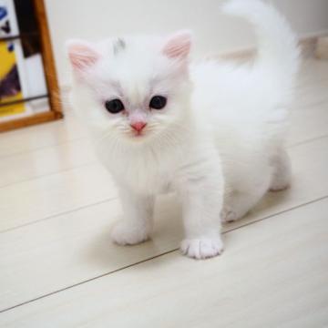 スコティッシュストレート【埼玉県・女の子・2022年5月7日・ホワイト】の写真「人が大好きな女の子♪」