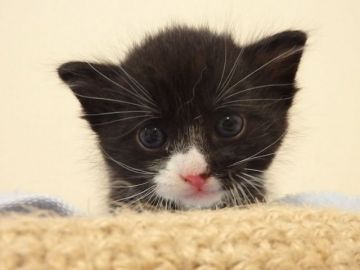 ミックス・その他の猫種【埼玉県・男の子・2017年6月6日・ブラック(タビー)&ホワイト】の写真「手袋ソックスです♪」