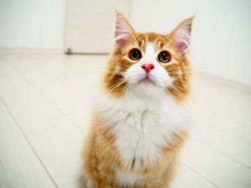 ノルウェージャンフォレストキャット【埼玉県・男の子・2020年9月4日・レッドタビー&ホワイト】の写真「クリっとした目が印象的な男の子♪」