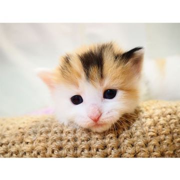 ノルウェージャンフォレストキャット【埼玉県・女の子・2018年8月27日・キャリコ】の写真「ふわふわの三毛猫ちゃん♪」