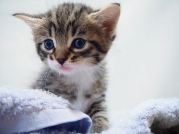 ミックス・その他の猫種【埼玉県・男の子・2018年1月8日・ブラウンタビー】の写真「マイペースでママが大好きな可愛らしい男の子♪」