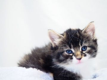 ミックス・その他の猫種【埼玉県・女の子・2018年1月8日・ブラウン】の写真「とっても甘えん坊の女の子。抱っこ大好きです♪」