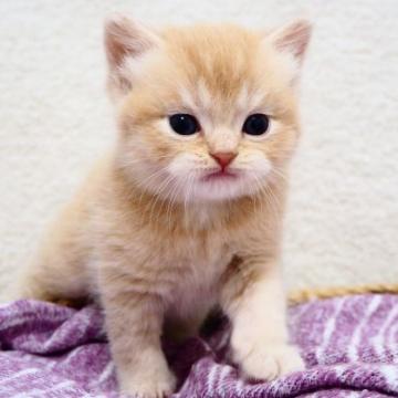 スコティッシュストレート【埼玉県・男の子・2022年7月22日・クリーム】の写真「つぶらな瞳の可愛い男の子♪」