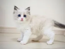 ラグドール【埼玉県・女の子・2021年7月18日・ブルーポイントバイカラー】の写真1