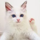 ラグドール【埼玉県・女の子・2022年6月28日・ブルーポイントバイカラー】の写真1