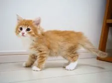 ノルウェージャンフォレストキャット【埼玉県・男の子・2021年7月24日・レッドマッカレルタビー&ホワイト】の写真2