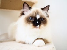 ラグドール【・女の子・2022年7月26日・シールポイントミテッド】