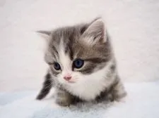 スコティッシュフォールド(立ち耳)【埼玉県・男の子・2020年7月22日・ブラックシルバーマッカレルタビー&ホワイト】の写真2