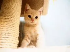 ブリティッシュショートヘア【埼玉県・男の子・2019年7月3日・クリーム】の写真2