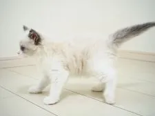 ラグドール【埼玉県・女の子・2021年7月18日・ブルーポイントバイカラー】の写真2