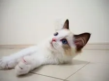 ラグドール【埼玉県・女の子・2021年6月6日・シールポイントバイカラー】の写真3