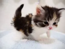 スコティッシュストレート【埼玉県・女の子・2022年3月8日・ブラックマッカレルトービー&ホワイト】の写真3