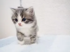 スコティッシュフォールド(立ち耳)【埼玉県・男の子・2020年7月22日・ブラックシルバーマッカレルタビー&ホワイト】の写真4