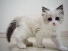 ラグドール【埼玉県・女の子・2021年7月18日・ブルーポイントバイカラー】の写真4