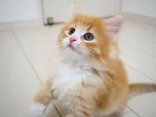 ノルウェージャンフォレストキャット【埼玉県・男の子・2021年7月24日・レッドマッカレルタビー&ホワイト】の写真4