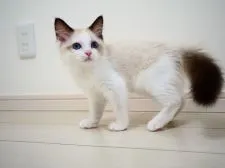 ラグドール【埼玉県・女の子・2021年6月6日・シールポイントバイカラー】の写真4