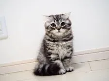 スコティッシュフォールド(折れ耳)【埼玉県・男の子・2021年3月25日・ブラックシルバーマッカレルタビー&ホワイト】の写真4