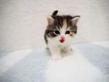 スコティッシュストレート【埼玉県・女の子・2022年3月8日・ブラックマッカレルトービー&ホワイト】の写真5