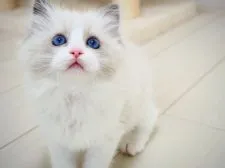 ラグドール【埼玉県・女の子・2021年7月18日・ブルーポイントバイカラー】の写真5