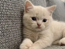 ブリティッシュショートヘア【埼玉県・男の子・2019年7月3日・クリーム】の写真5