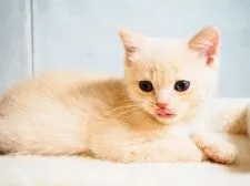 ブリティッシュショートヘア【埼玉県・男の子・2019年7月3日・クリーム】の写真5