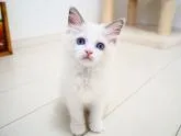 ラグドール【埼玉県・女の子・2022年6月28日・ブルーポイントバイカラー】の写真5