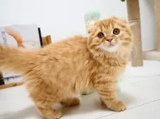 スコティッシュフォールド(折れ耳)【埼玉県・女の子・2025年7月29日・レッドスポテッドタビー】の写真11