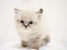 ラグドール【埼玉県・男の子・2025年10月5日・シールリンクスポイントミテッド】の写真12