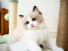 ラグドール【埼玉県・男の子・2025年3月30日・シールポイントバイカラー】の写真13