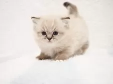 ラグドール【埼玉県・男の子・2025年10月5日・シールリンクスポイントミテッド】の写真13