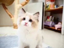 ラグドール【埼玉県・男の子・2025年3月30日・シールポイントバイカラー】の写真3