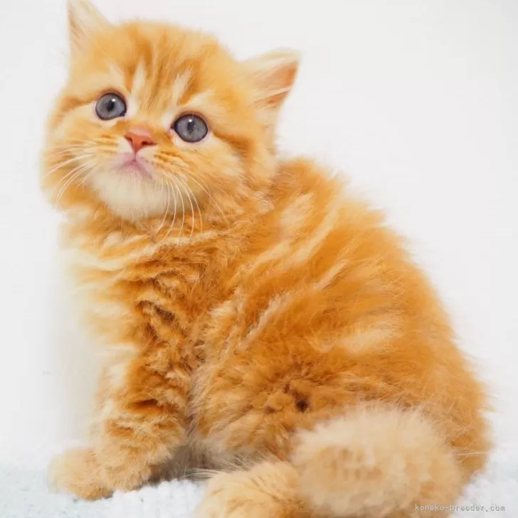 K.Y 様のお迎えした子猫