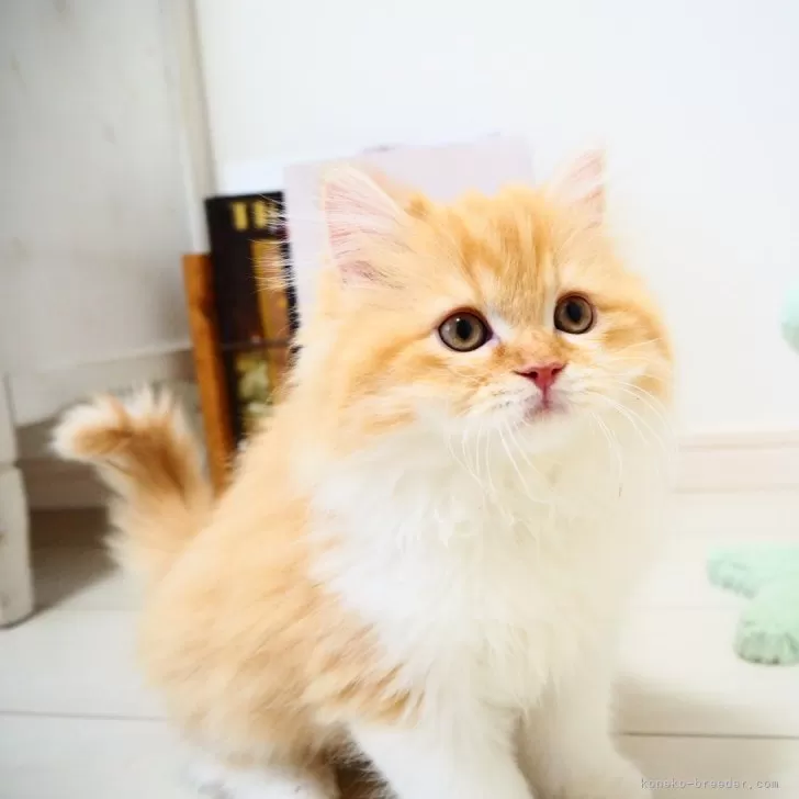 ID:2411-01761の子猫