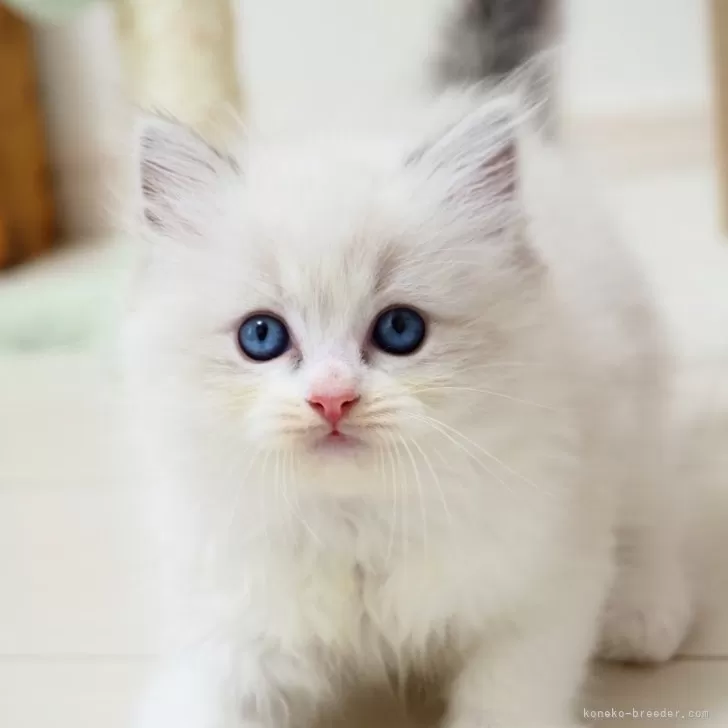 H.H 様のお迎えした子猫