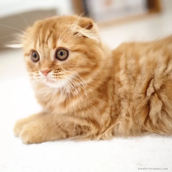 ID：2508-02581の子猫