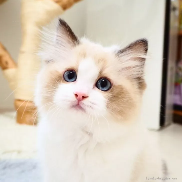 ID：2505-00992の子猫