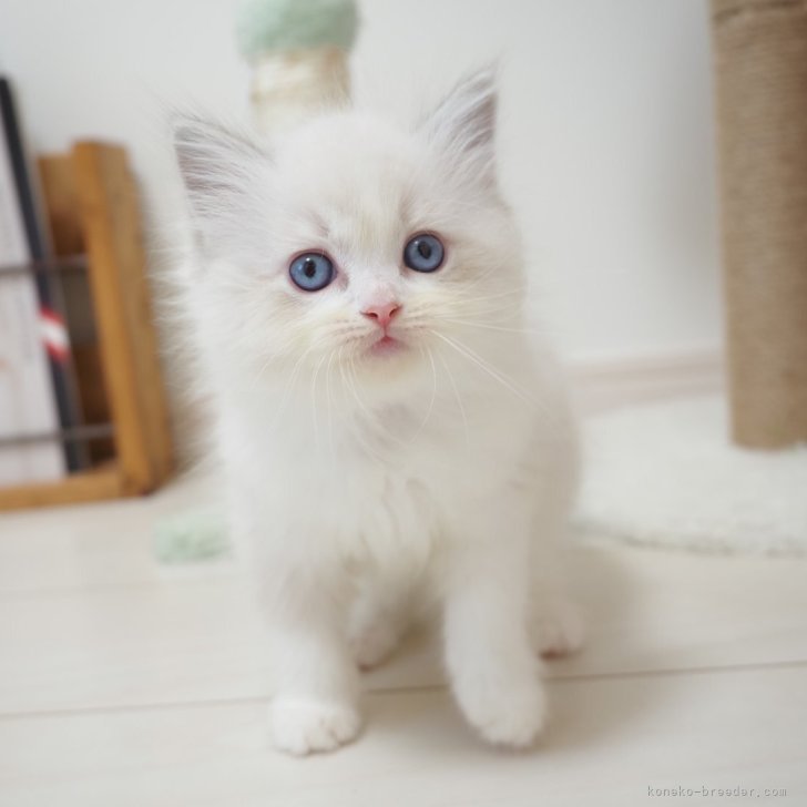 ブリーダー画像