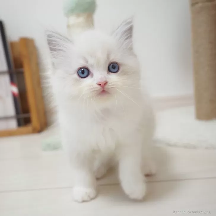 ラグドール【埼玉県・女の子・2025年9月10日・ブルーリンクスポイントバイカラー】の写真1