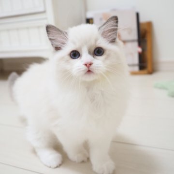 ラグドール【埼玉県・女の子・2025年8月6日・ブルーポイントバイカラー】の写真「まだまだBABY🌟あどけない表情の女の子」
